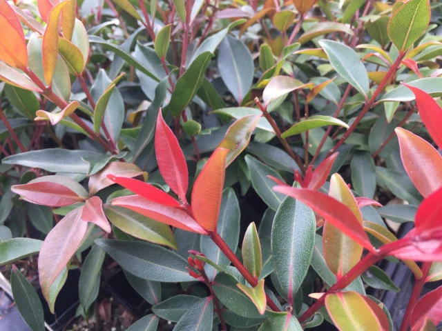 Hedge Shrubs Metrosideros Fiji Fire™ 9 Hedge Shrubs Metrosideros Fiji Fire™