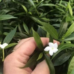 Indoor Garden Tabernaemontana Corymbosa