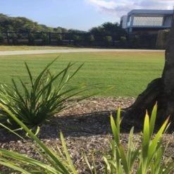 Shrubs Lomandra Longifolia Mat Rush 12 Shrubs Lomandra Longifolia Mat Rush