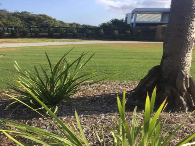 Shrubs Lomandra Longifolia Mat Rush 7 Shrubs Lomandra Longifolia Mat Rush