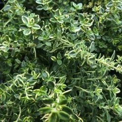 Shrubs Thymus X Citriodorus Variegated Lemon Thyme 11 Shrubs Thymus X Citriodorus Variegated Lemon Thyme