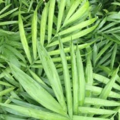Indoor Garden Chamaedorea Elegans Parlor Palm