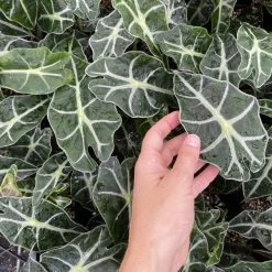 Indoor Garden Alocasia Dwarf (smallest) Amazonica Elephant Ear Plant Alocasias