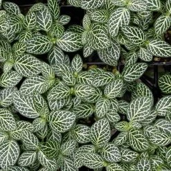 Indoor Garden Border Plants Fittonia Verschaffeltii Starlight