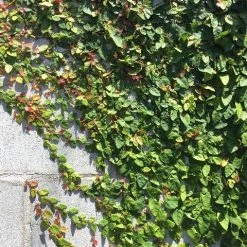 Shrubs Ficus Pumila Minima Creeping Fig