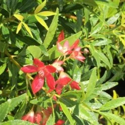 Hedge Ceratopetalum Gummiferum Alberys Red Shrubs