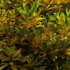 Shrubs Croton Speckled 'Gold Dust'