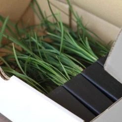 Shrubs Full Sun Liriope Muscari Big Blue 13 Shrubs Full Sun Liriope Muscari Big Blue