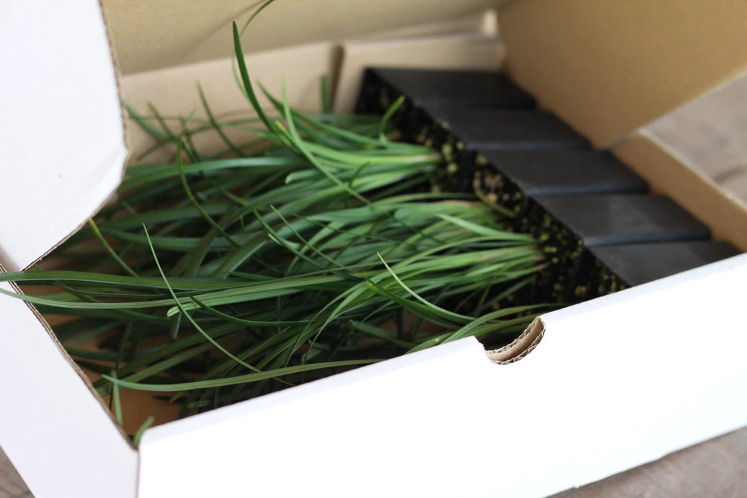 Shrubs Full Sun Liriope Muscari Big Blue 9 Shrubs Full Sun Liriope Muscari Big Blue