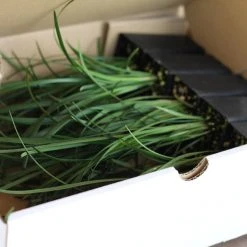 Shrubs Border Plants Liriope Evergreen Giant Plant (Grass-Like) Packs