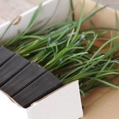 Shrubs Full Sun Liriope Muscari Big Blue 14 Shrubs Full Sun Liriope Muscari Big Blue