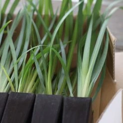 Shrubs Dietes Bicolor