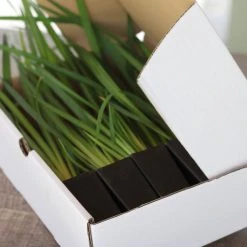 Shrubs Dietes Bicolor