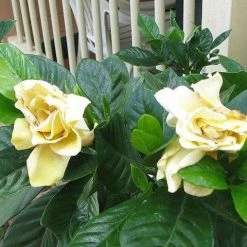 Hedge Gardenia Augusta Golden Magic 9 Hedge Gardenia Augusta Golden Magic