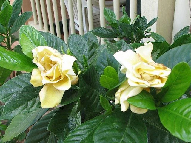 Hedge Gardenia Augusta Golden Magic 6 Hedge Gardenia Augusta Golden Magic