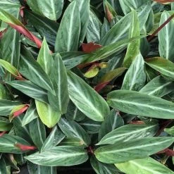 Indoor Garden Stromanthe Sanguinea Easy Care Plants