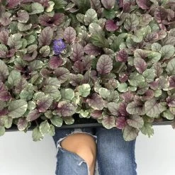Shrubs Ajuga Reptans Burgundy Lace Full Sun