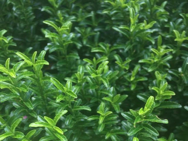 Hedge Euonymus Japonicus Tom Thumb (Compact) 4 Hedge Euonymus Japonicus Tom Thumb (Compact)