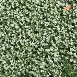 Shrubs Dichondra Silver Falls Hanging Plant