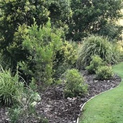 Shrubs Native Mixed Pack