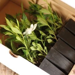 Shrubs Gardenia Augusta Radicans Low-Growing Plant Pack