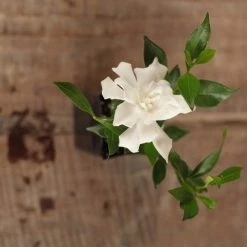 Shrubs Gardenia Augusta Radicans Low-Growing Plant Pack 14 Shrubs Gardenia Augusta Radicans Low-Growing Plant Pack
