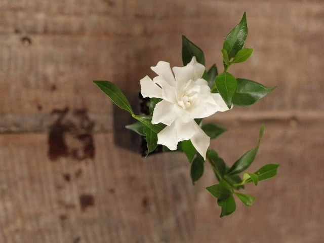 Shrubs Gardenia Augusta Radicans Low-Growing Plant Pack 8 Shrubs Gardenia Augusta Radicans Low-Growing Plant Pack