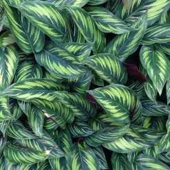 Indoor Garden Calathea Beauty Star Pet-friendly Indoor Plants 12 Indoor Garden Calathea Beauty Star Pet-friendly Indoor Plants