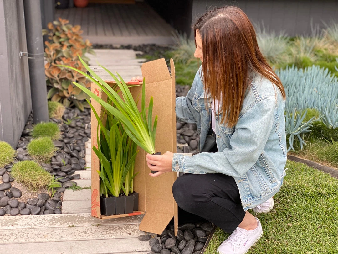 Shrubs Full Sun Neomarica Gracilis 'Walking Iris' 6 Shrubs Full Sun Neomarica Gracilis 'Walking Iris'