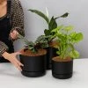 Indoor Garden Mr Kitly 3 Plants & 3 Assorted Sized Pots Plant Packs 2 Indoor Garden Mr Kitly 3 Plants & 3 Assorted Sized Pots Plant Packs