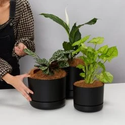 Indoor Garden Mr Kitly 3 Plants & 3 Assorted Sized Pots Plant Packs