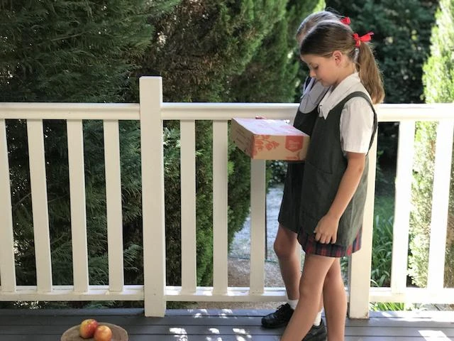 Indoor Garden The Teachers Classroom Houseplant Pack 17 Indoor Garden The Teachers Classroom Houseplant Pack