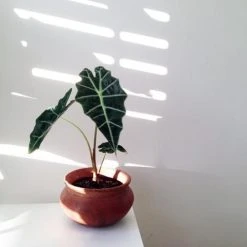 Indoor Garden Alocasias Alocasia Lowii 'Polly Amazonica' - 85mm