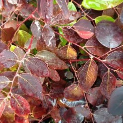 Shrubs Breynia Cernua Ironstone Range