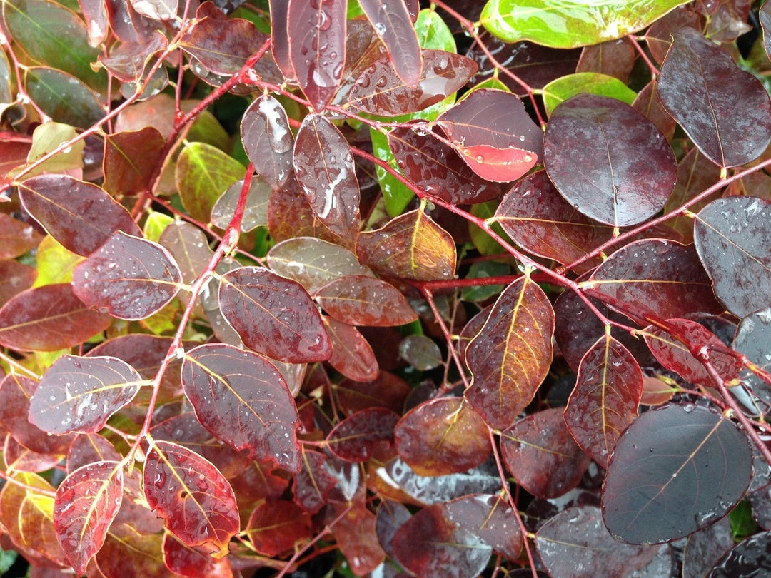 Shrubs Breynia Cernua Ironstone Range 4 Shrubs Breynia Cernua Ironstone Range