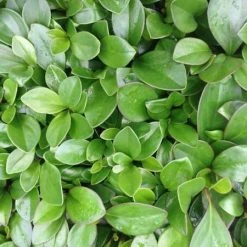 Indoor Garden Cacti & Succulents Peperomia Clusiifolia Red Edge 10 Indoor Garden Cacti & Succulents Peperomia Clusiifolia Red Edge