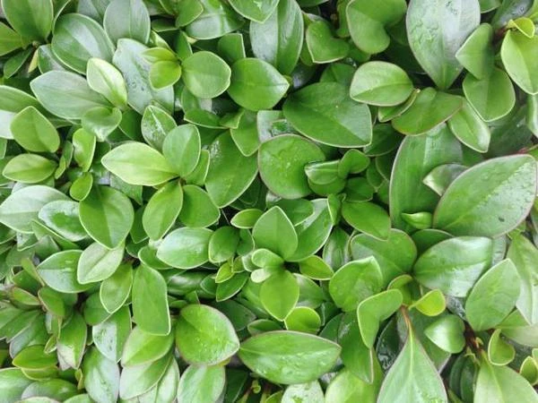 Indoor Garden Cacti & Succulents Peperomia Clusiifolia Red Edge 6 Indoor Garden Cacti & Succulents Peperomia Clusiifolia Red Edge