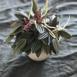 Indoor Garden Full Sun Peperomia Caperata Rosso