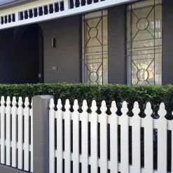 Shrubs Hedging Plants Murraya Paniculata Mock Orange