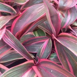 Shrubs Cordyline T. Pink Champion
