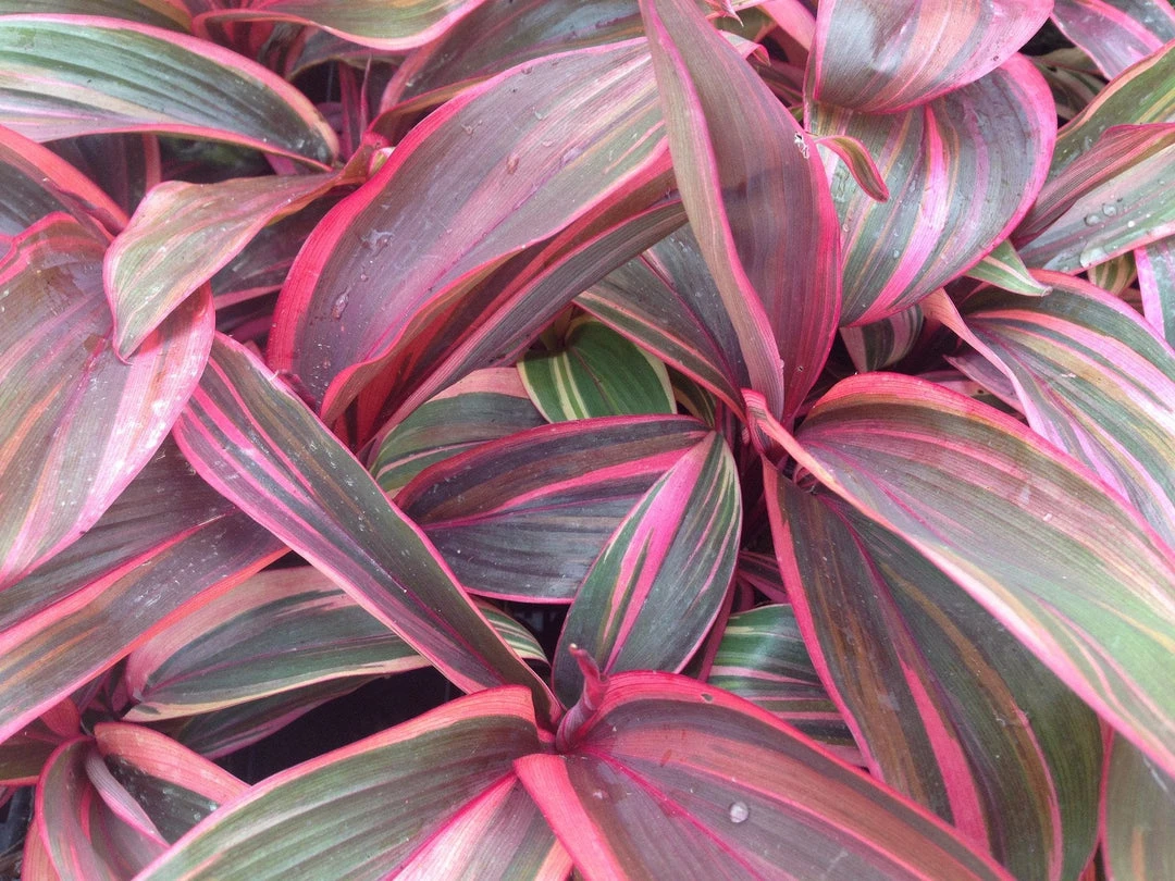 Shrubs Cordyline T. Pink Champion 4 Shrubs Cordyline T. Pink Champion