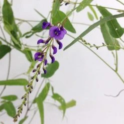 Shrubs Hardenbergia Violacea Purple Spray Full Sun