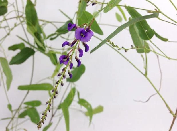 Shrubs Hardenbergia Violacea Purple Spray Full Sun 4 Shrubs Hardenbergia Violacea Purple Spray Full Sun