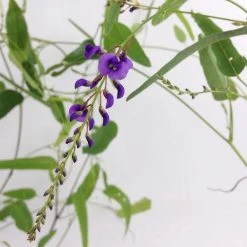 Shrubs Hardenbergia Violacea Full Sun