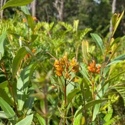 Shrubs Grevillea Orange Marmalade