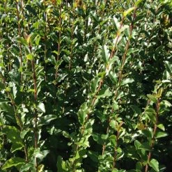 Hedge Ligustrum Undulatum Box-leaved Privet Evergreen Hedging Pack Hedging Plants