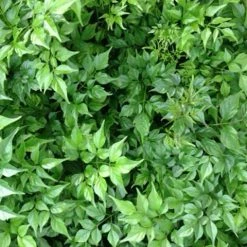 Indoor Garden Radermachera China Doll - 85mm Shrubs