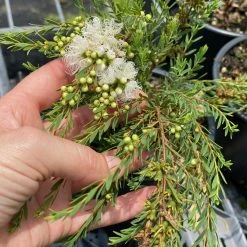 Shrubs Melaleuca Thymifolia White Lace