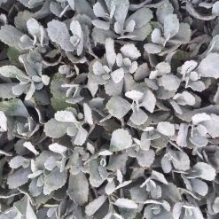 Succulents Full Sun Kalanchoe Pumila ‘Quicksilver'