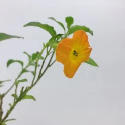 Shrubs Streptosolen (Browallia) Jamesonii Nana (dwarf) 8 Shrubs Streptosolen (Browallia) Jamesonii Nana (dwarf)